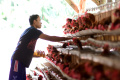 Harga Telur Ayam Naik Drastis, Biaya Perawatan oleh Peternak Juga Naik