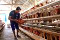 Harga Telur Ayam Naik Drastis, Biaya Perawatan oleh Peternak Juga Naik