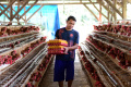 Harga Telur Ayam Naik Drastis, Biaya Perawatan oleh Peternak Juga Naik