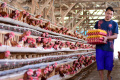 Harga Telur Ayam Naik Drastis, Biaya Perawatan oleh Peternak Juga Naik