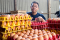 Harga Telur Ayam Naik Drastis, Biaya Perawatan oleh Peternak Juga Naik