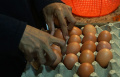 Harga Telur Ayam Ras Dipasaran Masih Tinggi