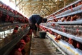 Harga Telur Ayam Stabil Jelang Imlek