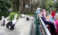 Hari Kedua Lebaran Ragunan Diserbu Pengunjung