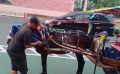Hujan, Kusir Delman Menutupi Kudanya Dengan Terpal