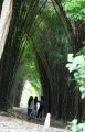 hutan-bambu-keputih-surabaya-kembali-menghijau_20240208_232738.jpg