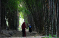 hutan-bambu-keputih-surabaya-kembali-menghijau_20240208_232740.jpg