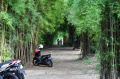 hutan-bambu-keputih-surabaya-kembali-menghijau_20240208_232741.jpg