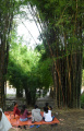 hutan-bambu-keputih-surabaya-kembali-menghijau_20240208_232746.jpg