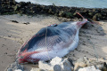 Ikan Paus Sirip Terdampai di Pantai Prancis Utara