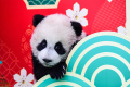 imutnya-bayi-panda-saat-syuting-ucapan-imlek_20240207_162724.jpg