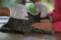 jakarta-selatan-siapkan-100-dosis-vaksin-rabies-gratis_20231012_233347.jpg