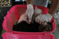 Jakarta Selatan Siapkan 100 Dosis Vaksin Rabies Gratis