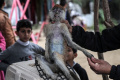 Kebun Binatang Gaza Jadi Tempat Berlindung Pengungsi