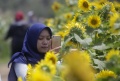 Kebun Bunga Matahari Yogyakarta
