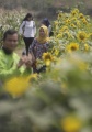 Kebun Bunga Matahari Yogyakarta