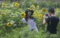 Kebun Bunga Matahari Yogyakarta