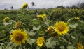 Kebun Bunga Matahari Yogyakarta