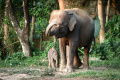Kelahiran Anak Gajah Sumatera di Balai Konservasi Taman Wisata Lembah Hijau