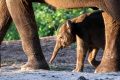 Kelahiran Anak Gajah Sumatera di Balai Konservasi Taman Wisata Lembah Hijau