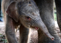 Kelahiran Anak Gajah Sumatera di Balai Konservasi Taman Wisata Lembah Hijau