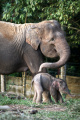 Kelahiran Anak Gajah Sumatera di Balai Konservasi Taman Wisata Lembah Hijau