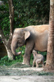 Kelahiran Anak Gajah Sumatera di Balai Konservasi Taman Wisata Lembah Hijau