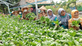 Kelompok Wanita Tani Kampung Mancing Panen Sayur Organik