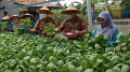 Kelompok Wanita Tani Kampung Mancing Panen Sayur Organik