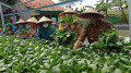 Kelompok Wanita Tani Kampung Mancing Panen Sayur Organik