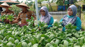 Kelompok Wanita Tani Kampung Mancing Panen Sayur Organik