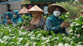 Kelompok Wanita Tani Kampung Mancing Panen Sayur Organik