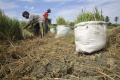 Kemarau Landa Aceh Petani Gagal Panen