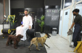 Ketika Anjing Berlatih di Pusat Kebugaran di Abu Dhabi