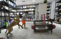 ketika-anjing-berlatih-di-pusat-kebugaran-di-abu-dhabi_20220831_065538.jpg