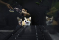 Ketika Anjing Berlatih di Pusat Kebugaran di Abu Dhabi