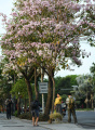 Ketika Pohon Tabebuya Berbunga di Kota Surabaya