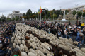 ketika-ribuan-ternak-kuasai-jalanan-kota-madrid_20221026_174257.jpg