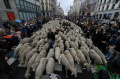 ketika-ribuan-ternak-kuasai-jalanan-kota-madrid_20221026_174523.jpg