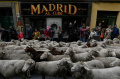 Ketika Ribuan Ternak Kuasai Jalanan Kota Madrid