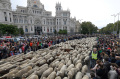 ketika-ribuan-ternak-kuasai-jalanan-kota-madrid_20221026_180218.jpg