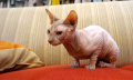 koleksi-kucing-desainer-busana-lia-afif_20220722_225628.jpg