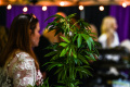 Konferensi Ganja dan Psikedelik di Miami
