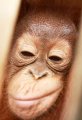 Konservasi Orangutan Kalimantan