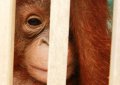 Konservasi Orangutan Kalimantan