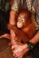 Konservasi Orangutan Kalimantan