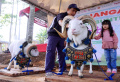 Kontes Domba pada Pencanangan Serbu Domba Kota Bandung