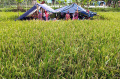 Korban Gempa Cianjur Mengungsi di Tengah Sawah Korban Gempa Cianjur Mengungsi di Tengah Sawah