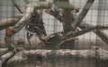 Lahir Anak Komodo di Kebun Binatang Surabaya