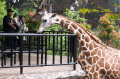 Libur Cuti Bersama Bandung Zoo Ramai Pengunjung Libur Cuti Bersama Bandung Zoo Ramai Pengunjung